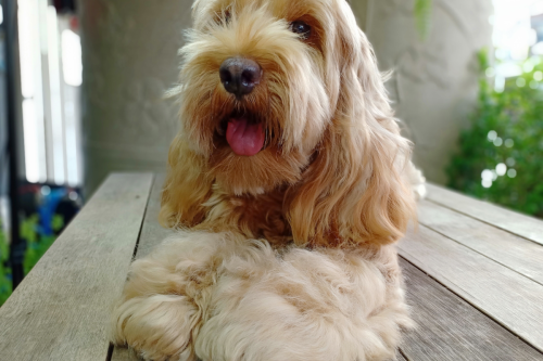 Cockapoo Rocks a Man Bun Like Nobody's Business and People Are Having a Field Day
