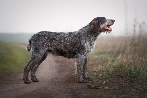 Pudelpointer Looks Exactly Like a Civil War General and People Are in Hysterics
