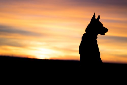 Amazingly Rare 'Isabella' German Shepherd Has Everyone Falling in Love