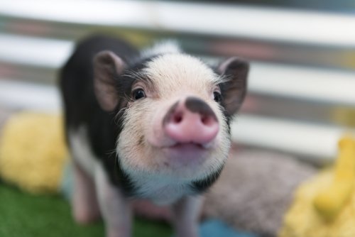 215 Pet Pig Names That Are Anything But Boaring