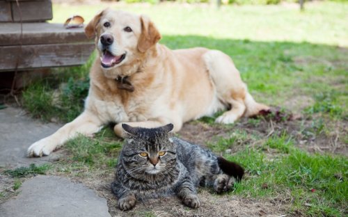 Golden Retriever and Cat Conspire Against Mom to Be on the Couch and It's Priceless