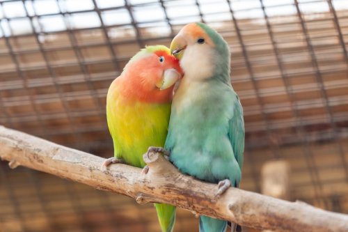 Cockatoo Couple Recreate ‘Lady and the Tramp’ While Splitting a Peanut at the Park