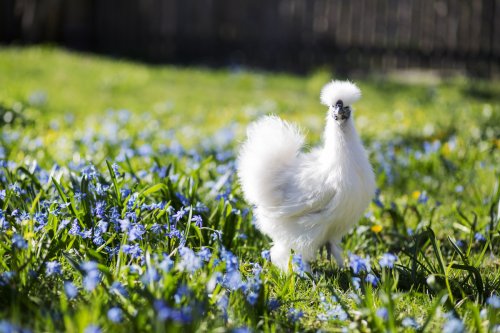 ‘Maniac’ Silkie Chicken Hurldle-Hopping to Guard Flock Is the Definition of ‘Skedaddling’