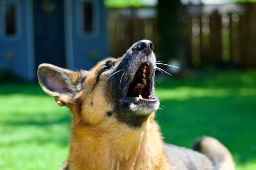 German Shepherd Puppy’s First Bark Has the Best Reason Behind It