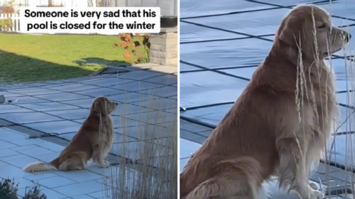 Golden Retriever 'Mourns' His Pool Being Closed for the Winter