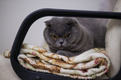 Scottish Fold Cat’s Underwhelming Reaction After Reuniting With Mom Is Such a Mood