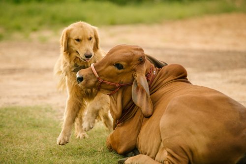Golden Retriever Puppy Gets Cutest Cow Kisses and It’s Melting Hearts