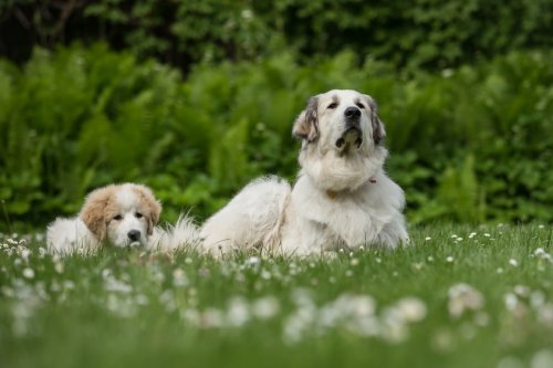 Great Pyrenees Dad's First Meeting with His Tiny Puppy Is Full of the Sweetest Sniffs
