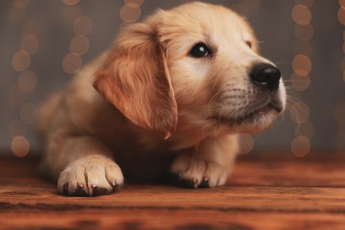 Golden Retriever Puppy Goes Head-to-Head with Door Stop and the Drama Is Too Real