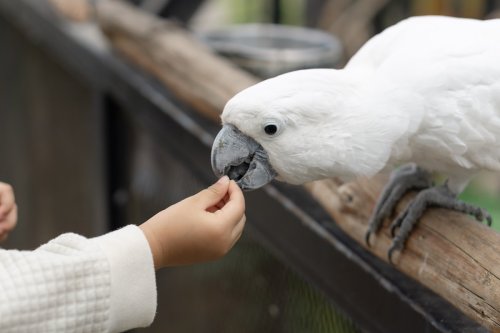 Cockatoo Hitches a Ride on Baby Sibling's Walker Like She's Hailing a Cab & It's Too Cute