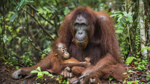 Rare, Critically-Endangered Orangutan Baby Just Arrived at Busch Gardens in Florida