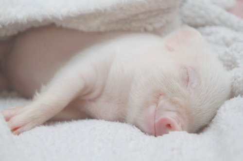 Palm-Sized Pig Racing to ‘Show Off’ Her Favorite Blanket Couldn’t Get Any Cuter