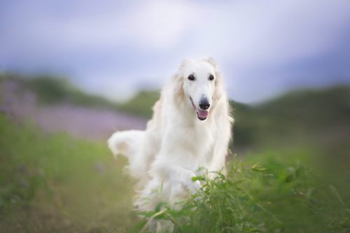Bouncy Borzoi’s Backyard Fence Jump Is the Most Dramatic ‘Hello’ You’ll Ever See