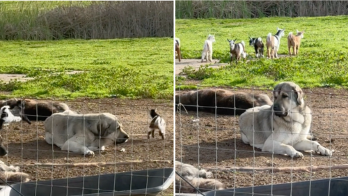 Baby Goats Bothering Grumpy Livestock Guardian Dog Are Too Sweet