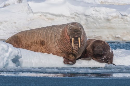 Zookeeper Explains Why Baby Walrus Needs To Wear Metal Caps on His Tusks and It's Fascinating