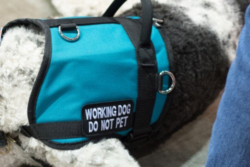 Service Dog Takes Care of Scared Pup on Flight in Touching Footage