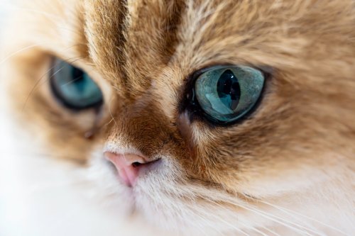 Cat Strikes the Ultimate 'Lion King' Pose and People Can't Get Enough