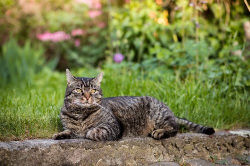 Super Rare ‘All Brown’ Cat Looks Like He Got a Bath in Hot Fudge