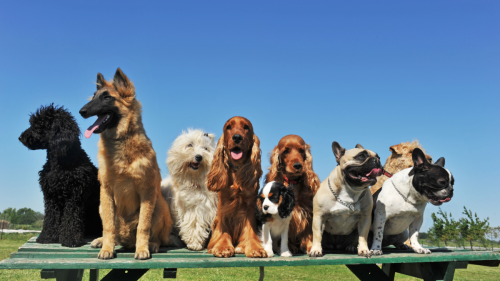 American Kennel Club Releases 'Most Popular Dog Breed' List for 2023