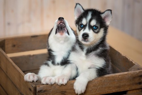 Husky's Funny 'Complaints' About New Puppy Sibling Are All Too Human-Like