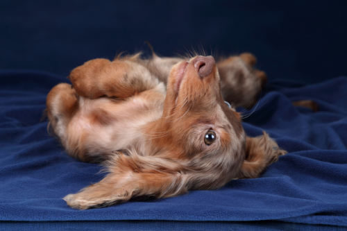 Dachshund Who Was 'Raised by Cats' Swats Just Like a Feline in Disguise