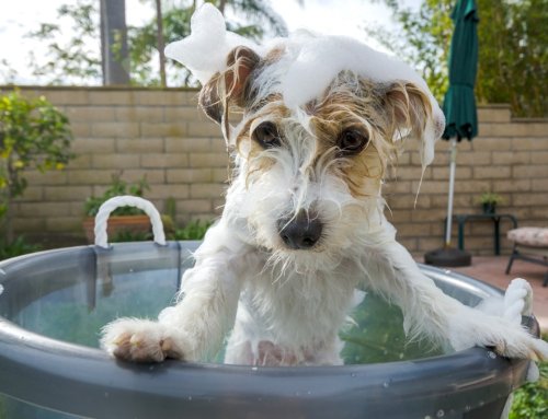 Veterinarian Provides Guidance on How Often Dogs Should Be Bathed