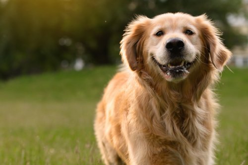 Golden Retriever's Big Smile While Enjoying Kiddie Pool Is Being Called 'Perfection'