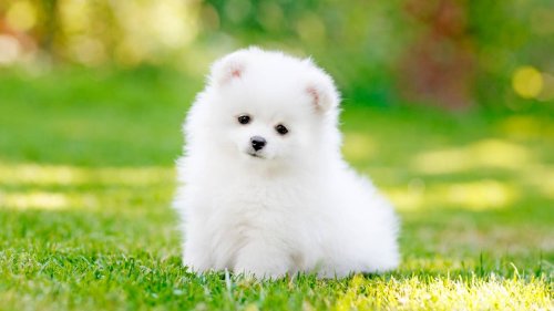 Pomeranian Puppy Who's the 'Cutest Dust Bunny Ever' Sends Flight Crew Into a Frenzy