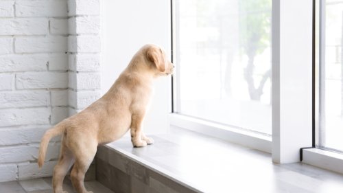 Golden Retriever Puppy 'Spying' on the Neighbors Is Here for All the Drama