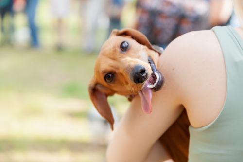 'Elusive' Dachshund Who's Evaded Capture for Over 500 Days Deemed 'Sneaky Sausage'
