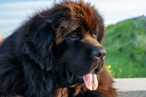 Newfoundland Shows Funny 'Disdain' After 'Humiliating' Weigh-In at Vet