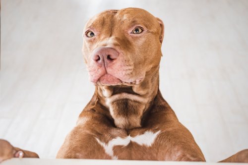 Precious Pit Bull Stands Just Like a Meerkat and People Can't Get Enough