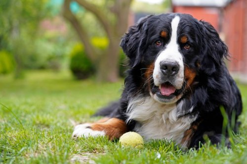 Rare Bernese Mountain Dog with 'Vitiligo' Is Absolutely Breathtaking