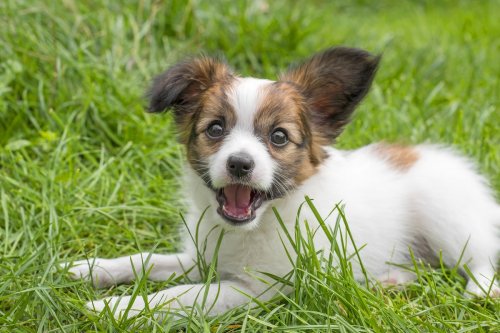Tiny Papillon’s Meltdown After Mom’s Gentle Correction Is the Ultimate Puppy Drama