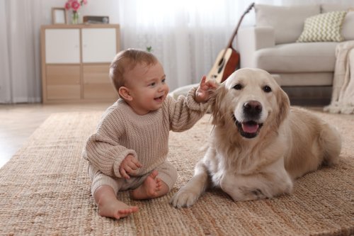 Golden Retriever Smiles with Pure Love While Meeting Newborn Human Sister