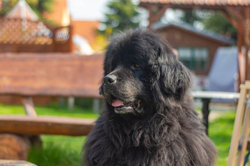 Giant Newfoundland Totally Dwarfs 2-Person Chair & We Can't Believe It