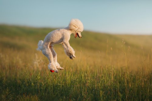 Poodle Who's ‘All Action & No Thought’ Fumbles Epic Gate Jump But Plays It Off Like a Pro