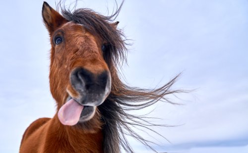 Horse’s Playful Antics Are the Mood Booster Everyone Needs