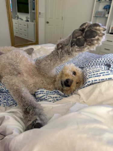 Groomer Gave Up Working on Goldendoodle & Now He Looks Like a Mascot Without His Head On