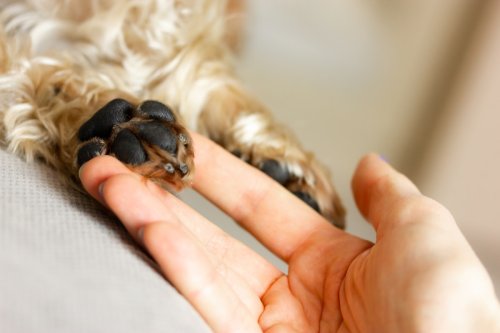 Tiny Chihuahua Mix Who's Only 9 Inches Tall Looks Just Like a 'Furby'