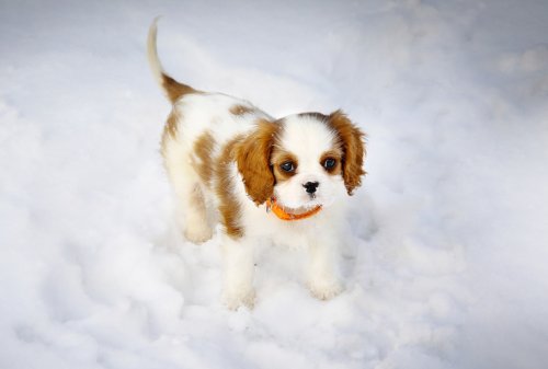 Cavalier King Charles Spaniel Reacts with Wonder to Her First Time Seeing Snow
