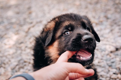 Golden Retriever Puppy's 'Shark Stage' Ends Fast After Scolding Side-Eye from Cat Brother