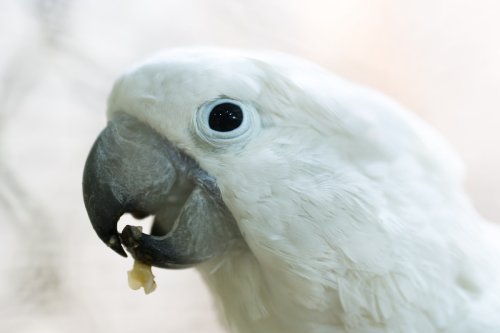 Cockatoo's Precious Skepticism Over His New Toy Is Pure Cuteness Overload