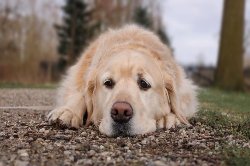 Golden Retriever's Sad Face After 'Being Rejected' by Neighborhood Pup Has Us in Our Feelings