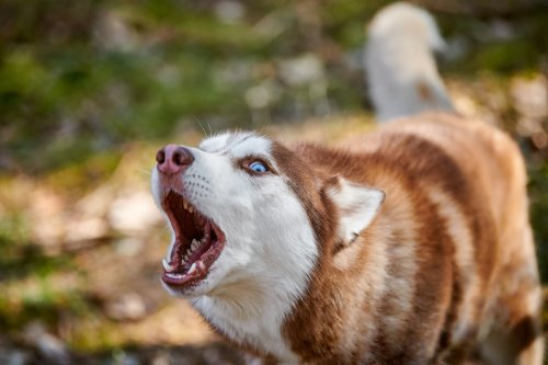 Funny Husky 'Teaching Other Patients How to Howl' Has the Entire Vet’s Office Questioning Their Life Choices