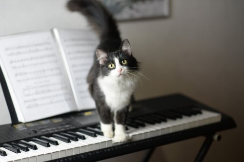 Cat Who Plays the Piano Like a Pro Couldn't Be More Human-Like