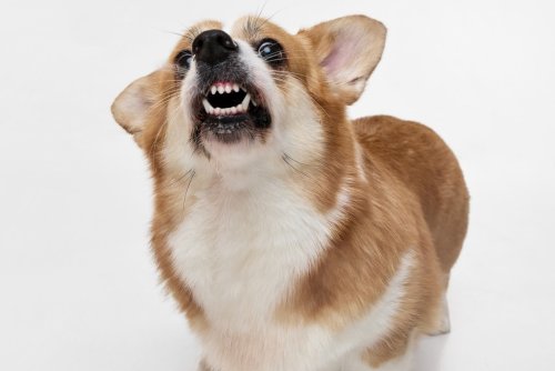 Corgi's Hilarious Side-Eye Over Distrust of Birthday Candles Is Absolutely Priceless