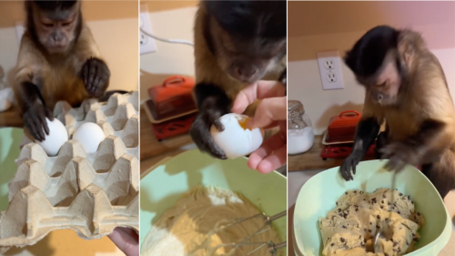 Pet Monkey Helping Mom Bake Cookies Is Too Sweet