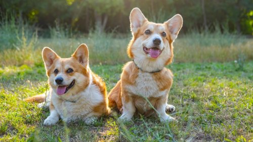 Corgi Brothers' First Week Together As Siblings Is One for the Record Books
