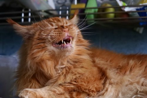 Kitten’s Genuine Offense Over Catnip Tea Has the Internet in Stitches